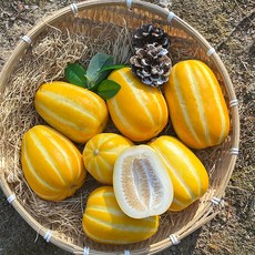 가정용참외(중소과)5kg(24-34과)_공급 (Araium)