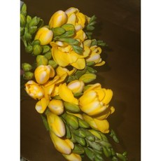 가성비 기분전환용 노랑프리지아 봄소식 봄꽃 꽃다발 생화 정기배송 기념일 생일 예약 여친선물 축하 꽃배달 싼곳 축하 정기배송, 1개, 기본포장