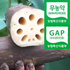 [6시내고향출연] 농약안심 당일수확발송 햇연근 세척연근, 1박스, 1kg(실속)