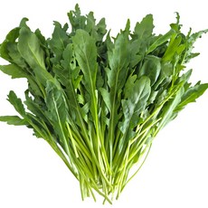 [물맑은 양평] GAP인증 지평 농부 와일드루꼴라1kg, 1개, 1kg