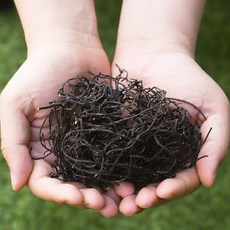국산 건톳 200g 밥톳 톳밥 말린 나물 건조 건 해조류, 2개