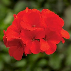 T53-4 蘋果天竺葵種子 100粒 深緋紅色, 1包