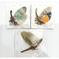 蟲新發現 蝴蝶標本A1 蠟蟬三種乾貨1組 DIY昆蟲標本套組 科學實驗材料, 1個
