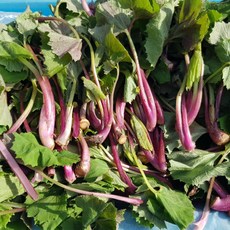 자연산 머위순 어린머위 머위나물 머위 500g 1kg, 자연산어린머위500g