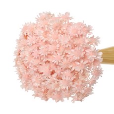 로맨틱노벰버 프리저브드 스타플라워, 연핑크 150송이