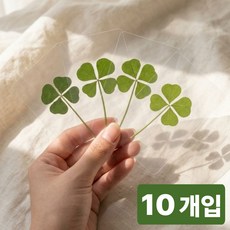 러빅 네잎클로버 코팅카드 책갈피 행운선물 합격 응원, 10개, 투명