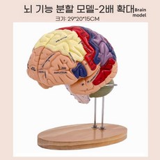 교육용 뇌모형 분리 전두엽 중추 뇌간 두뇌 뇌구조, D. 2풋 뇌모형(4파트), 1개