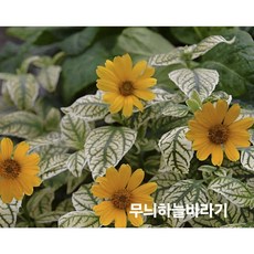 [비젼플라워] (야생화놀이터)---노지월동--베란다월동-$&&--하늘바라기-무늬하늘바라기, 1개