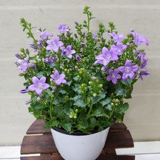 [성심] 캄파눌라(중)099, 1개