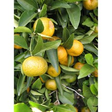 桔葉純精油 Petitgrain Mandarin, 1個, 500ml