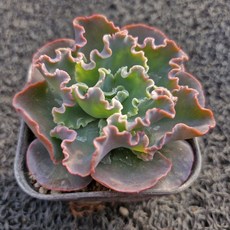 봄의정원 블루컬스 다육, 1개