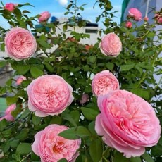 英國奧斯汀玫瑰 凱莉Carey 灌木玫瑰/耐熱/四季開花/大輪/中香/易抽筍, 1個, 7-8吋盆