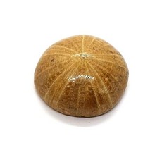 Hollectypus depressus Sea-Urchin 화석 화석 OM28, Hollectypus depressus Sea-Urch