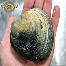 [프리미엄 자연산 대합 조개] 국내산 거제도 다이버들이 새벽에 조업 자연산 활 대합 개조개 국산 개조개생물, 1개, 프리미엄 대합개조개 소 3kg