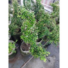 霏霏園藝 赤葉黃褥花 小鳥造型盆栽 (鐵甲櫻桃), 1個