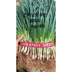 시골엄니 직접농사 전라남도 무안군 일로읍 흙쪽파 1단 (1kg내외) 당일수확 당일발송, 1개, 1kg