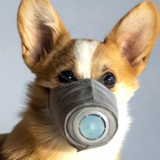 강아지 필터 마스크 1P 애완견 보호대 반려 묘 반려견 방역 용품 애완동물 안전 장비, L, 1