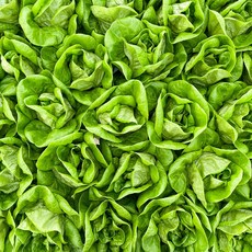 당일수확 버터헤드 상추 산지직송 무농약 프리미엄 샐러드용 / 리피, 1개, 2kg