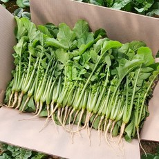[갓따옴] 어린 열무 | 김치용 | 수확 발송, 1개, 어린열무2kg