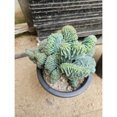 팅커벨 용심목철화, 1개