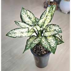 아글레오네마 스노우 사파이어