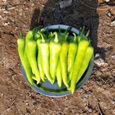 농사부 당조고추 농가직송 당일수확(특품), 1개, 2kg