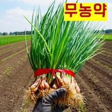 국내산 무농약 강원도 흙묻은 쪽파, 1개, 5kg