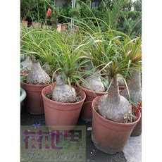 花花世界 常綠喬木酒瓶蘭 6吋盆栽 高度約35公分, 1個
