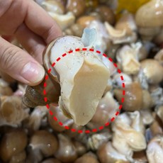 [BJMarket] 동해안 자연산 활 백골뱅이 1kg 소 백골뱅이소, 1kg 35-45미