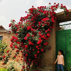 주택담장 전원주택 울타리 테라스 주택 팬스 휀스 난간펜스, H. 왕실마차 묘목 1.6m