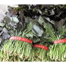 톡쏘는 홍갓 김장갓 생갓 조선갓 토종갓, 1kg, 1개