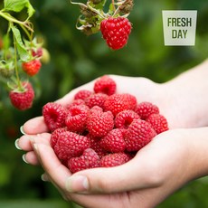 [프레시데이] 국내산 고창 토종 산딸기 생과 특품, 1개, 3kg (급냉)