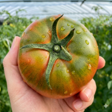 부산 대저토마토 고당도 단짠 쫀득, 1박스, 2.5kg (2L-L)