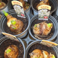 향수선화 향기 나는 수선화 향기 수선화 구근 봄꽃, 4개