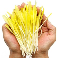 푸레아 국내산 옥수수순 10g 당일수확 옥수수싹 콘숏 샐러드야채 새싹채소 마이크로그린, 옥수수 순(콘숏) 10g