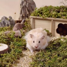 도치퀸 건조 숲 이끼, 1개, 5L