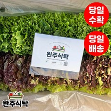 [당일수확] 반반상추 세트 농장직송 완주식탁 적상추 로메인 청상추, 4kg, 1박스