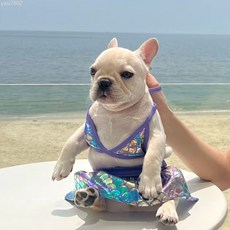 寵物貓咪小狗搞怪比基尼泳裝金銀漸拍照專用道具可愛變身小犬衣服, 夏季比基尼套裝-粉色,S碼（建議2.0-2.5kg左右-標0, 1個