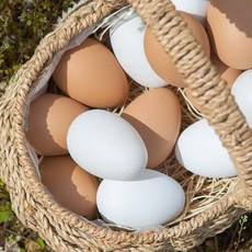 달걀 모형 채소 (5개입) 과일 2컬러 모조 인조 가짜 장식 소품 촬영 진열 인테리어 주방, 화이트