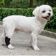 강아지슬개골보호대 무릎관절탈구 예방 보조기