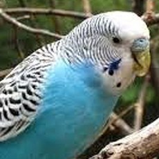 典贊創意 鳥類飛行尿布衣 適用虎皮牡丹玄鳳小太陽等 尺寸對照表