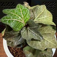 【布楚禮】彩葉麒麟 世界樹系列 045