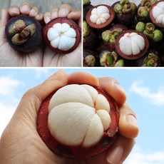 새콤달콤 망기스 망굿 말랑말랑 열대과일 망고스틴 생과, 1박스, 1kg