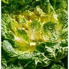 [당일배송] 봄동 국내산 제철 봄동 노지 배추, 1개, 2kg