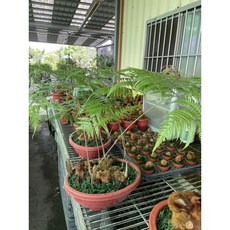 霏霏園藝 狗毛一盤, 1個