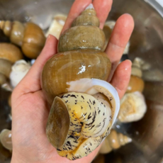 [당일잡은] 백골뱅이 백고동 당일바리 생물 포항 1kg, 1개, 소 [ 45 미 내외 ]