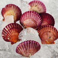 홍가리비 선별 특품 통영직송 당일조업 명품 가리비 1kg, 1