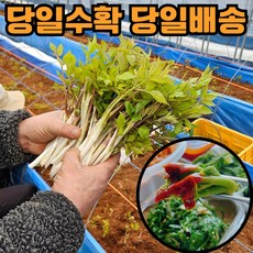 [한정수량] 국산 두릅 강원도 땅두릅, 500g, 1개