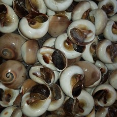 자연산[2.5kg]통골뱅이 1k 25미내외 100%해감.세척.자숙완료, 1개, 2.5KG