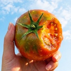 [산지직송특가] 하루100박스 고당도 대저토마토 한정수량, 1개, 2.5kg(S-2S)